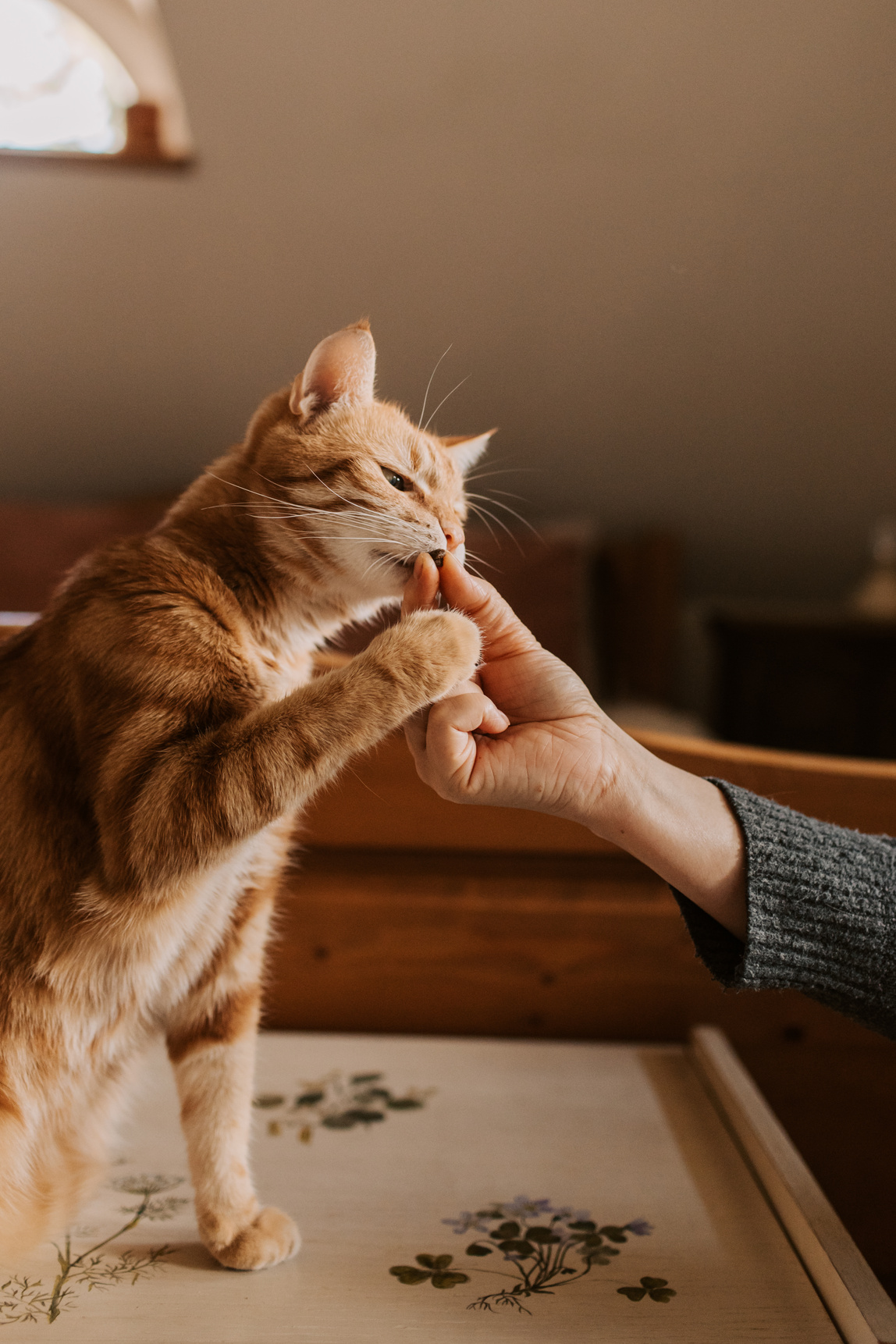 Life with Cats Person Giving Cat a Treat